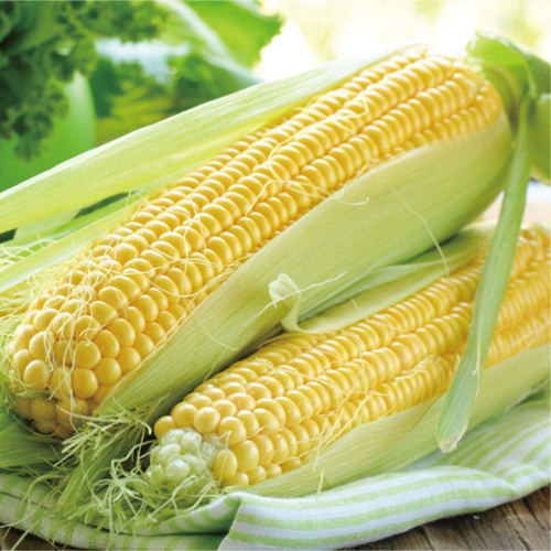 嫩玉米,农产品,绿色,食品