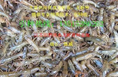 本场长期销售龙虾种龙虾苗价格优惠包技术包回收_胭脂鱼苗价格_中国水产养殖网